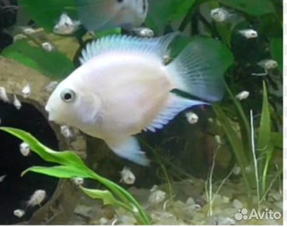 Рыбка попугай