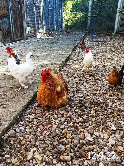 Карлик. петух Кох. Шёлк. Бентамки