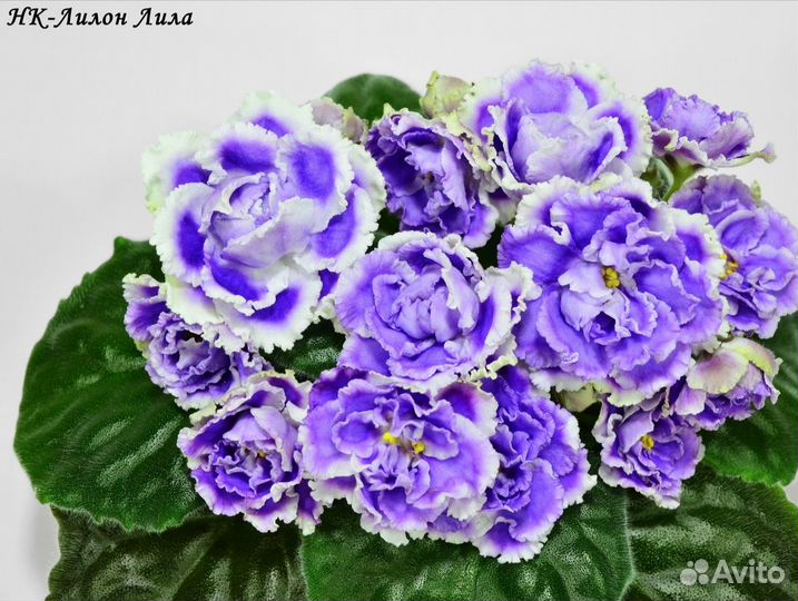 Сортовые фиалки