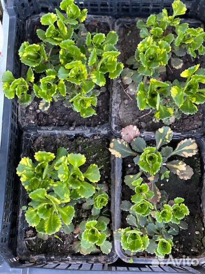 Почвопокровные растения. Ирис карликовый Астранция