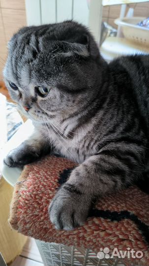 Шотландская вислоухая кошка бесплатно