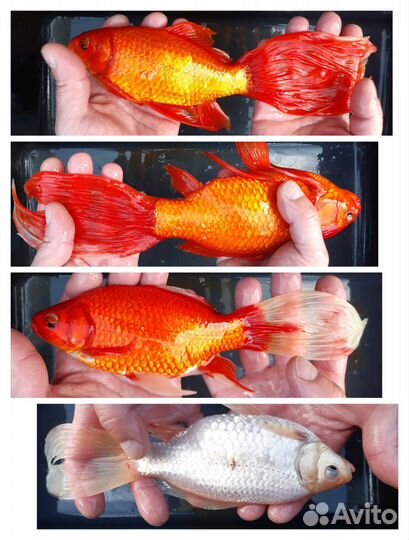 Карась комета