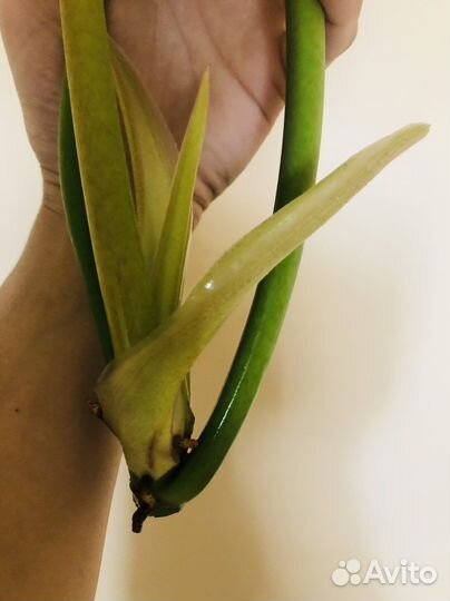 Филодендрон Серратум Оранж (макушка)