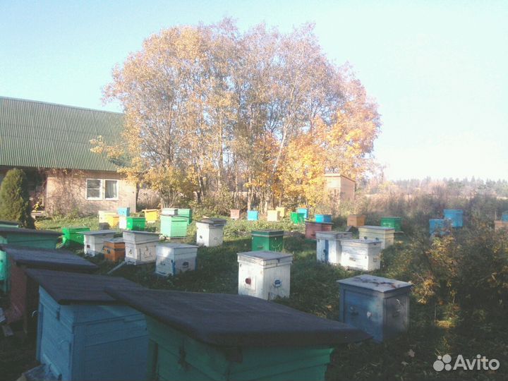 Мёд 2023 Волосовский район