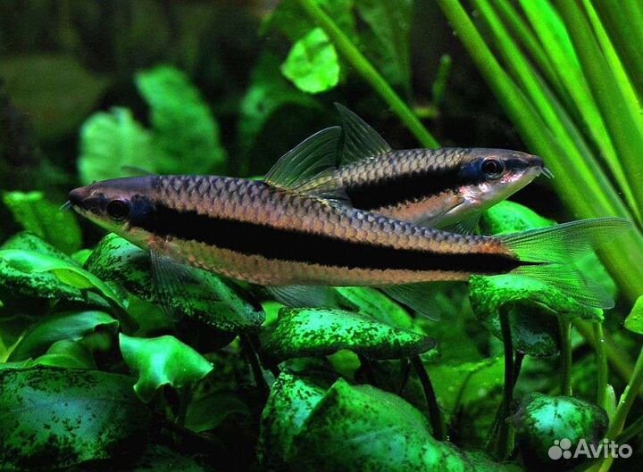 Аквариумная рыба