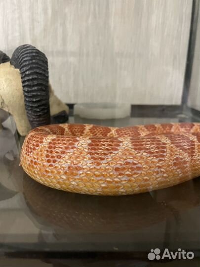Змея маисовый полоз