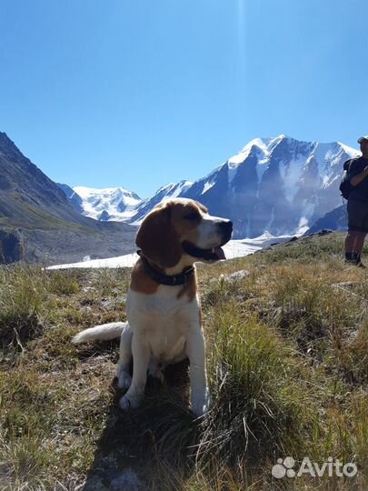 Вязка Бигль