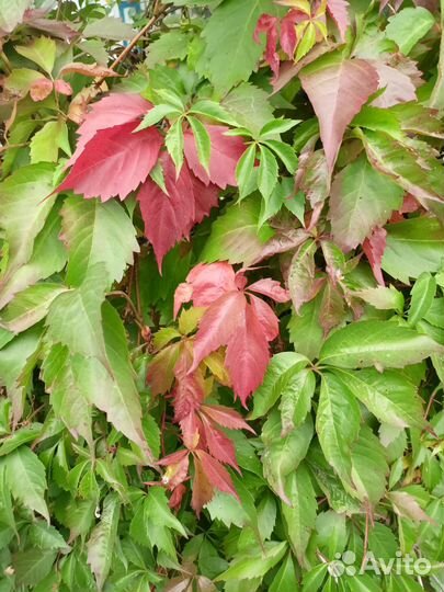 Снежноягодник, Девичий виноград