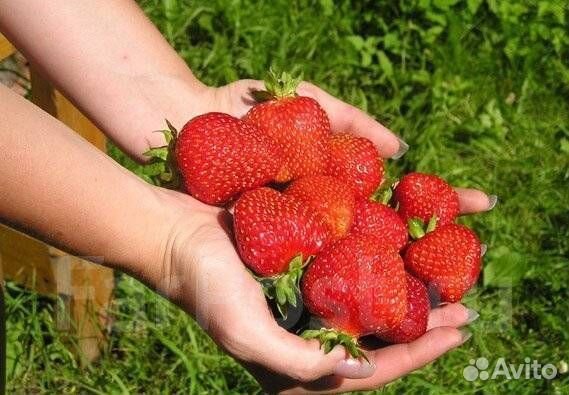 Саженцы клубники, малины, смородины, жимолости