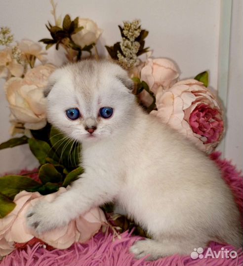 Шотландские вислоухие девочки