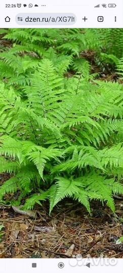 Папоротник, наперстянка, тысячелистник розовый