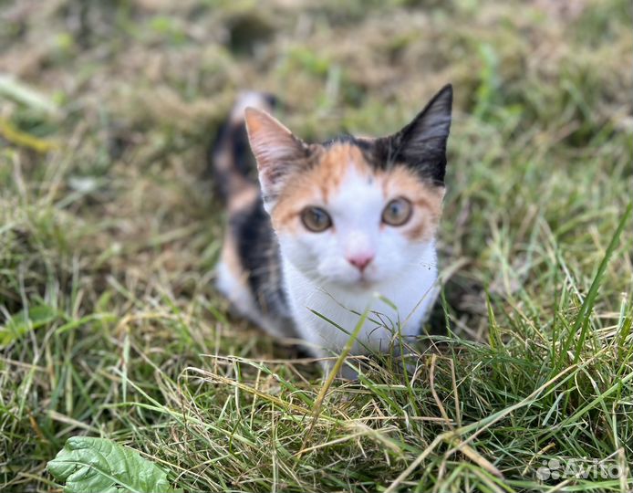 Котенок в дар