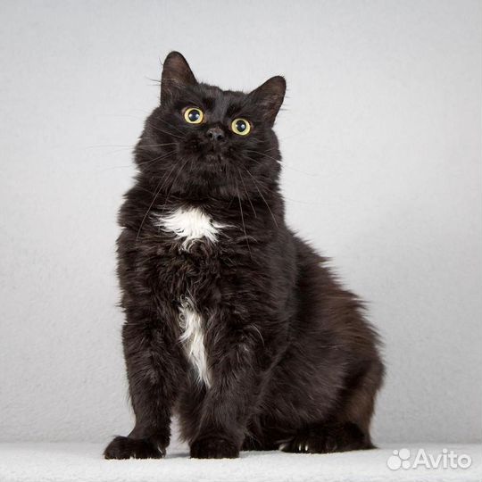 Котик Кузенька в добрые руки