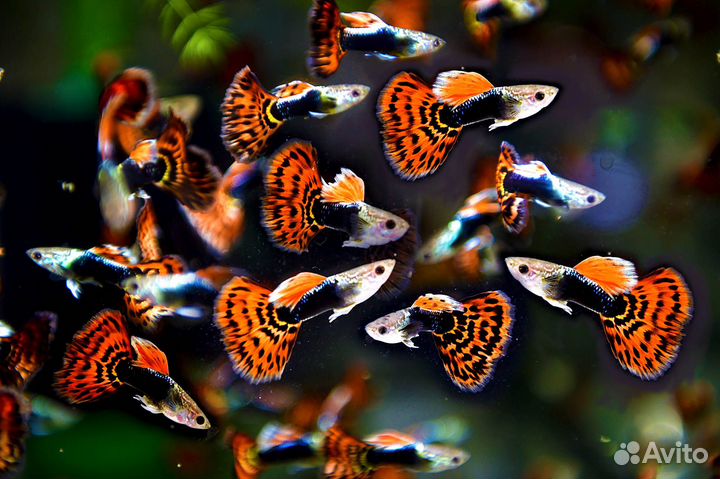 Красивые Гуппи - Ковровые, Испанцы, Малахит