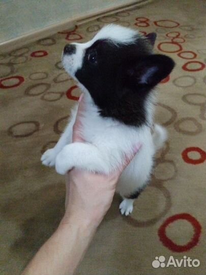 Гномики пушистые