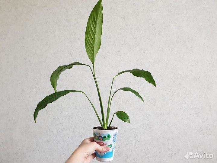 Спатифиллум, Женское счастье, растения цветы белые