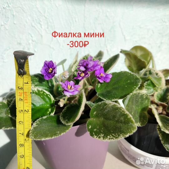 Продам цветы комнатные