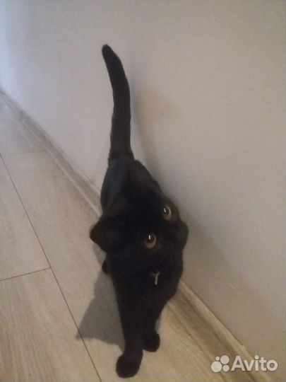 Русская кошка