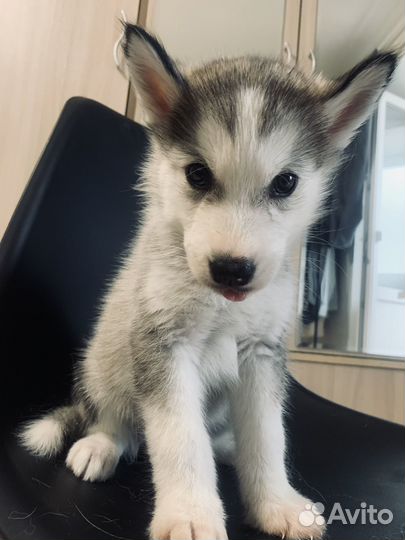 Щенки хаски