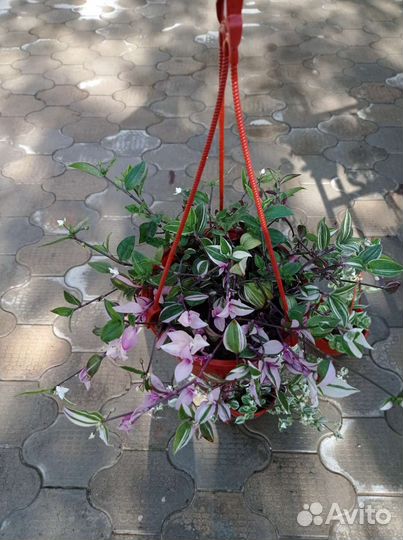 Традесканция