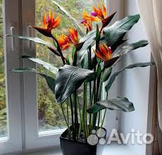 Стрелиция семена