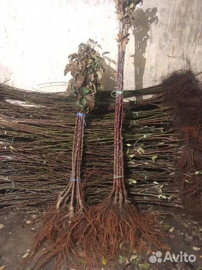 Саженцы плодовых