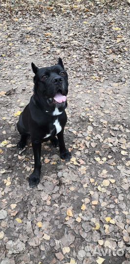 Кане Корсо кобель вязка