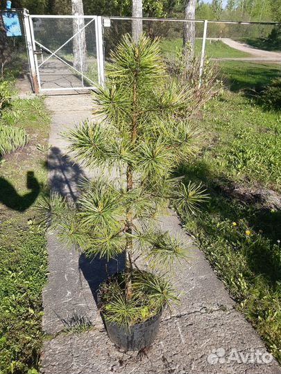 Кедр сибирский