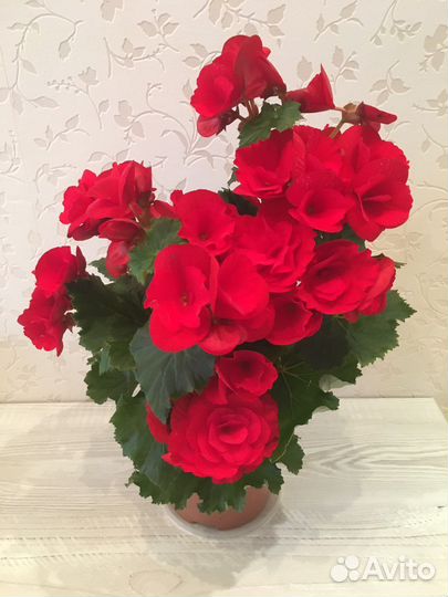 Бегонии Элатиор