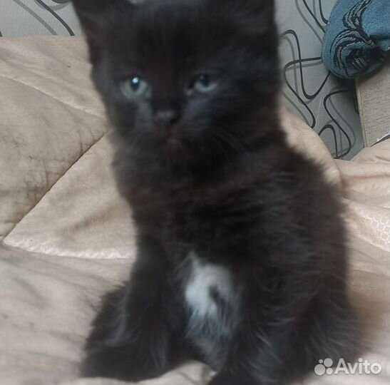 Котёнок 1,5 месяца