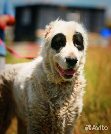 Алабай в дар