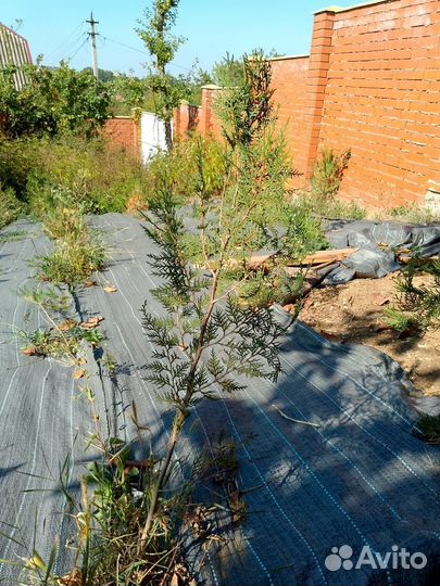 Хвойные растения