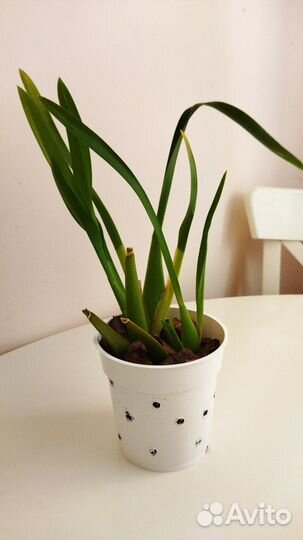 Орхидея Беаллара