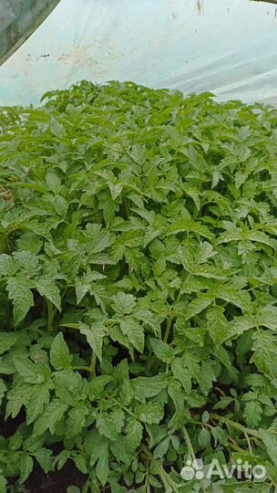 Рассада томатов