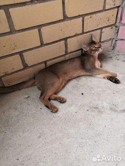 Кот на вязку