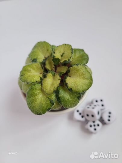 Листовые химеры, мини-фиалки