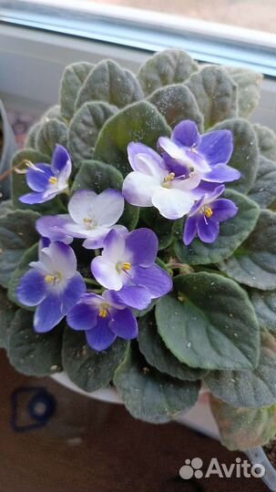 Фиалки продажа