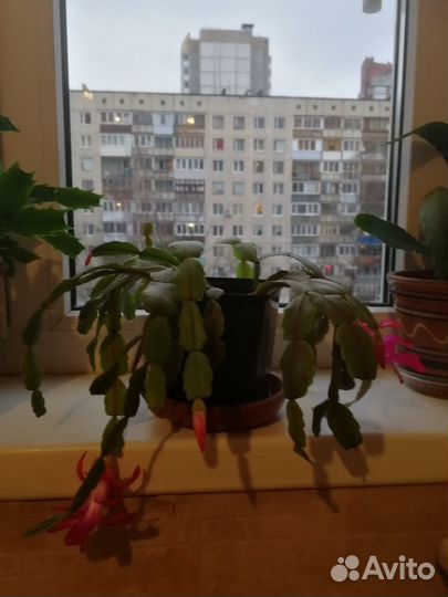 Декабристы