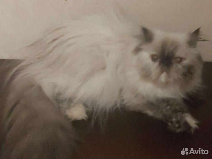 Персидская