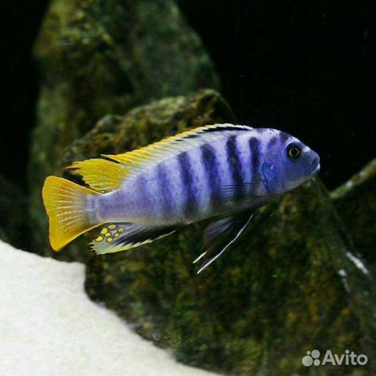 Малавийские цихлиды