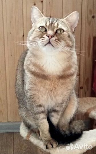 Шотландский золотой кот NY 24 на вязку