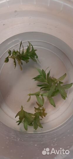 Мох феникс,ротала макранда грин, аквариум 50л