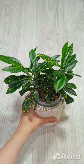 Кротон голд даст кодиеум