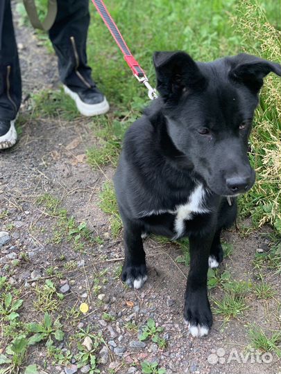 Собака в добрые руки