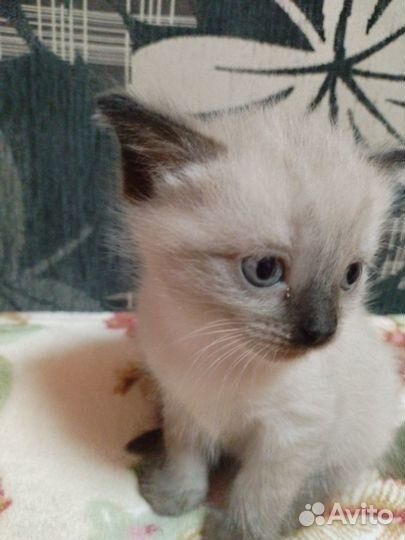 Котята в добрые руки. Два милых котика ищут дом