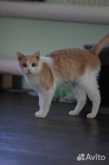 Котик в добрые руки