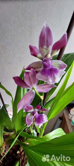 Орхидея Дендробиум,Зигопеталум