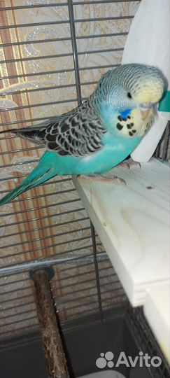 Птенец ввп чех