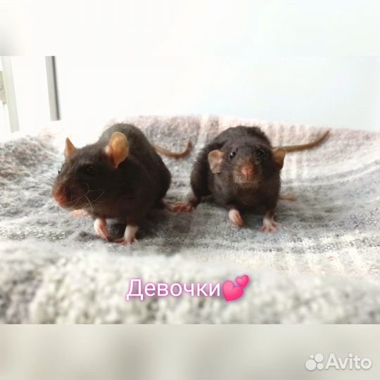 Крысы, крысята дамбо и стандарт