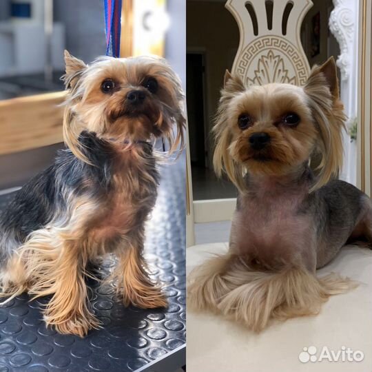 Требуется модель собачки